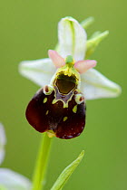 Late spider-orchid (Ophrys fuciflora) Vosges, France