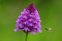 Pyramidal orchid (Anacamptis pyramidalis) with hoverfly approaching, Vosges, France, June.