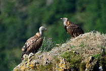 Griffon vultures (Gyps fulvus) Gorges du Tarn, France, July.