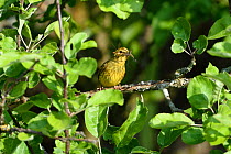 Yellowhammer (Emberiza citrinella) with insect prey, Vosges, France, May.