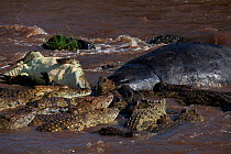 Nile crocodiles (Crocodylus niloticus) feeding on the carcass of a Hippopotamus . Maasai Mara National Reserve, Kenya.