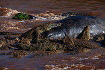 Nile crocodiles (Crocodylus niloticus) feeding on the carcass of a Hippopotamus. Maasai Mara National Reserve, Kenya.
