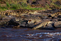 Nile crocodiles (Crocodylus niloticus) resting on rocks. Maasai Mara National Reserve, Kenya.