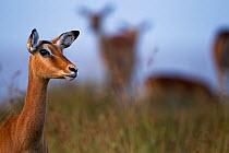 Impala female portrait (Aepyceros melampus). Maasai Mara National Reserve, Kenya.