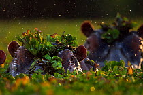 Hippopotamus (Hippopotamus amphibius) group submerged in water lettuce covered pool. Maasai Mara National Reserve, Kenya.
