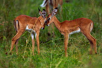 Impala (Aepyceros melampus) juvenile females standing together. Maasai Mara National Reserve, Kenya.