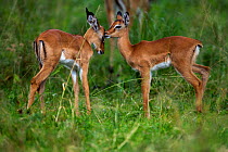 Impala (Aepyceros melampus) juvenile females standing together. Maasai Mara National Reserve, Kenya.