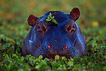 Hippopotamus group submerged in lily covered pool (Hippopotamus amphibius). Maasai Mara National Reserve, Kenya.
