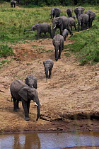 African elephant (Loxodonta africana) herd gathering at the Mara River. Maasai Mara National Reserve, Kenya.