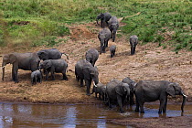 African elephant (Loxodonta africana) herd gathering at the Mara River. Maasai Mara National Reserve, Kenya.