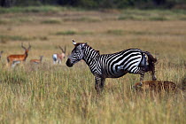 Common or Plains zebra (Equus quagga burchellii) male lame from an injury hunted by Spotted Hyena (Crocuta crocuta). Maasai Mara National Reserve, Kenya.