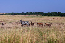 Common or Plains zebra (Equus quagga burchellii) male lame from an injury hunted by Spotted Hyena (Crocuta crocuta). Maasai Mara National Reserve, Kenya.