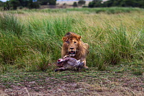 Lion (Panthera leo) male with eye injury defending a warthog kill. Maasai Mara National Reserve, Kenya.