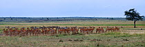Impala (Aepyceros melampus) and Common or Plains zebra mixed herd (Equus quagga burchellii). Maasai Mara National Reserve, Kenya.