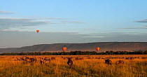 Eastern White-bearded Wildebeest (Connochaetes taurinus) herd feeding on the plains watched by tourists in hot air balloons (Connochates taurinus). Maasai Mara National Reserve, Kenya.