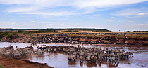 Eastern white-bearded wildebeest herd (Connochaetes taurinus) and Common or Plain's Zebra (Equus burchelli) crossing the Mara River. Maasai Mara National Reserve, Kenya.