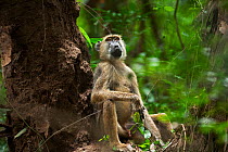 Yellow baboon (Papio cynocephalus) mature male sitting against a tree. Tana River Forest, South eastern Kenya.