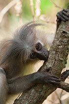 Tana mangabey (Cercocebus galeritus) stripping bark from dead tree looking for insects. Tana River Forest, South eastern Kenya.