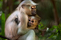 Tana mangabey (Cercocebus galeritus) mother cuddling her 4-6 month old baby. Tana River Forest, South eastern Kenya.