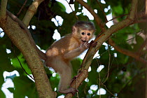Tana mangabey (Cercocebus galeritus) baby aged 3-4 months playing in a tree. Tana River Forest, South eastern Kenya.