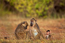 Yellow baboon (Papio cynocephalus) females grooming with baby aged 3-6 months. Tana River Forest, South eastern Kenya.