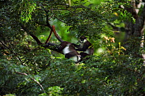 Red-tailed monkeys (Cercopithecus ascanius)  grooming in a tree. Kakamega Forest National Reserve, Western Province, Kenya.