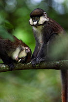 Red-tailed monkeys (Cercopithecus ascanius)  grooming. Kakamega Forest National Reserve, Western Province, Kenya.