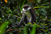 Red-tailed monkey (Cercopithecus ascanius) watching from a tree. Kakamega Forest National Reserve, Western Province, Kenya.