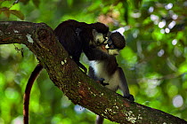 Red-tailed monkey (Cercopithecus ascanius) juveniles play fighting. Kakamega Forest South, Western Province, Kenya.