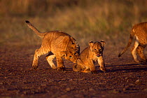Lion (Panthera leo) cubs of various ages on the move. Maasai Mara National Reserve, Kenya.