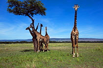 Maasai giraffe (Giraffa camelopardalis tippelskirchi) herd, some in shade of tree. Maasai Mara National Reserve, Kenya.