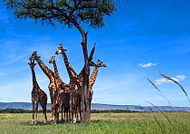 Maasai giraffe (Giraffa camelopardalis tippelskirchi) herd gathered in shade of tree. Maasai Mara National Reserve, Kenya.