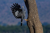 African harrier-Hawk (Polyboroides typus) adult using its legs to probe into cavity nests for young of birds such as swifts and weavers. Maasai Mara National Reserve, Kenya.