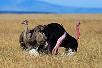 Ostrich (Struthio camelus) couple courting. Maasai Mara National Reserve, Kenya.