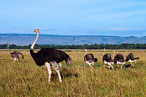 Ostrich (Struthio camelus) male, female and young. Maasai Mara National Reserve, Kenya.
