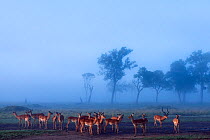 Impala herd at sunrise (Aepyceros melampus). Maasai Mara National Reserve, Kenya.