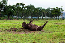 Cape buffalo (Ploceus cucullatus) male rolling in mud. Maasai Mara National Reserve, Kenya.