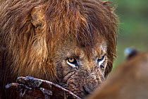 Lion (Panthera leo) male feeding on  kill. Maasai Mara National Reserve, Kenya.
