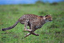 Cheetah (Acinonyx jubatus) cub aged about one year running. Maasai Mara National Reserve, Kenya.