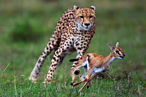 Cheetah (Acinonyx jubatus) cub aged around  one year about to bring down a Thomson's gazelle fawn (Eudorcas thomsonii /Gazella thomsonii). Maasai Mara National Reserve, Kenya.