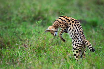 Serval (Leptailurus serval) male discovering prey. Maasai Mara National Reserve, Kenya.