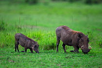 Warthogs foraging (Phacochoerus africanus) mother and baby playing, Maasai Mara National Reserve, Kenya.