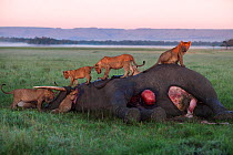 Lion (Panthera leo) pride feeding on an elephant carcass that has died from natural causes. Maasai Mara National Reserve, Kenya.