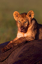 Lion (Panthera leo) cub aged about year resting on a carcass  portrait. Maasai Mara National Reserve, Kenya.