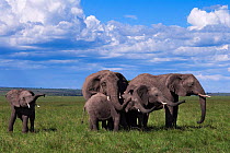 African elephant (Loxodonta africana) herd. Maasai Mara National Reserve, Kenya.