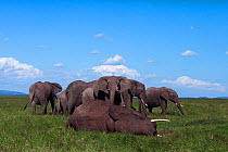 African elephant (Loxodonta africana) herd watching over the body of a dead elephant. Maasai Mara National Reserve, Kenya.