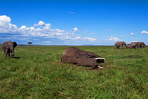 African elephant (Loxodonta africana) watching over the body of a dead elephant. Maasai Mara National Reserve, Kenya.