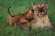 Lioness (Panthera leo) with playful cub aged about months Maasai Mara National Reserve, Kenya.