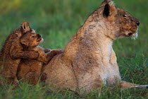 Lioness (Panthera leo) with playful cubs aged about months Maasai Mara National Reserve, Kenya.