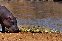 Nile crocodile (Crocodylus niloticus) and Hippotamus (Hippopotamus amphibius) resting on the banks of the Mara River. Maasai Mara National Reserve, Kenya.